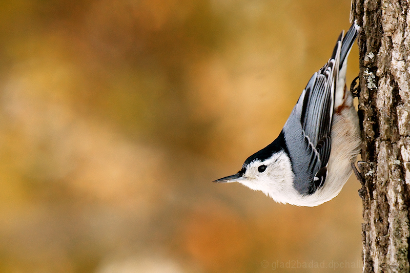 White-breasted Nuthatch