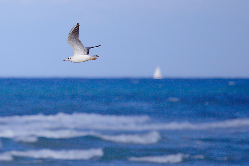 Bird on Canvas