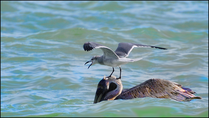 You just paddle - I'll steer