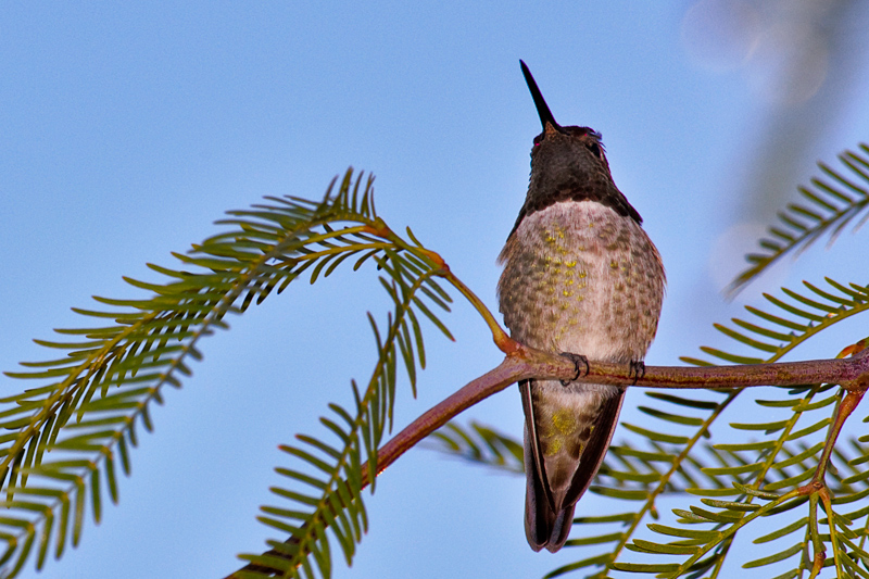 Costa Hummingbird