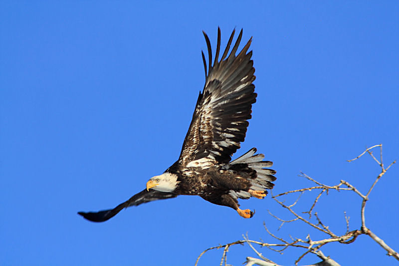 The Majestic Bald Eagle