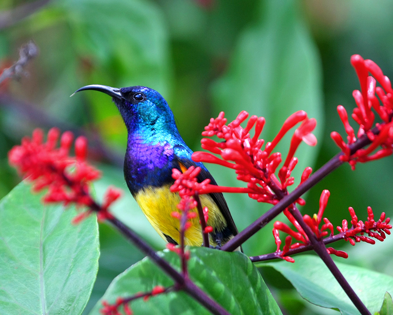 Variable Sunbird