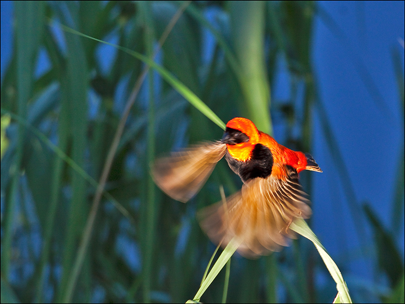 Southern Red Bishop