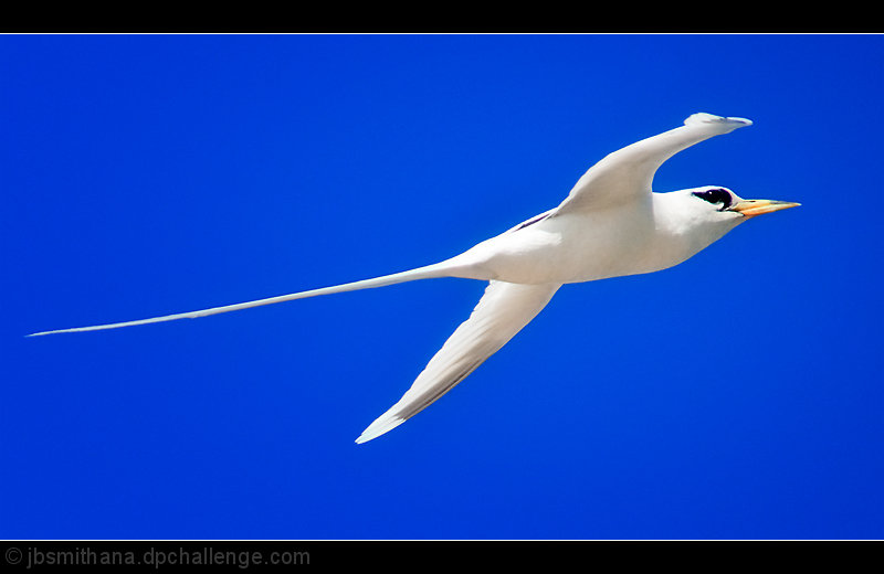 White-tailed Tropic Bird