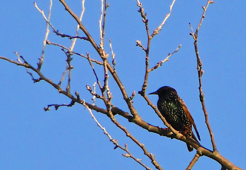 Wild European Starling