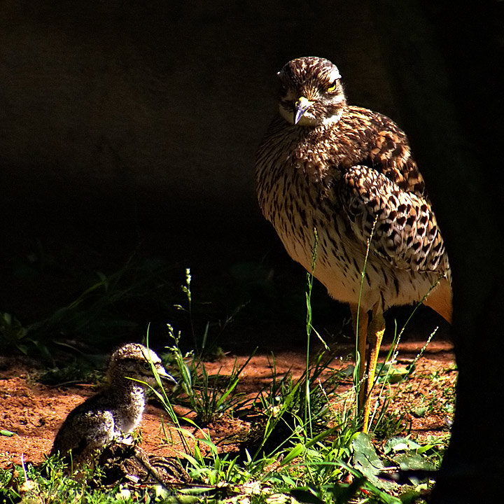 Mother and Child