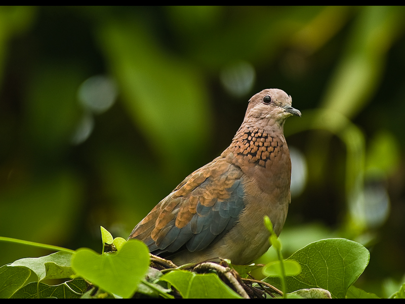 Dove on ivy throne