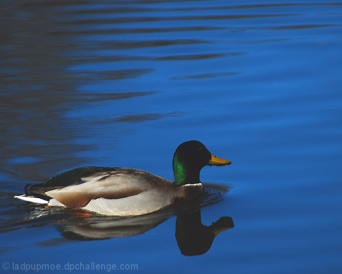 Mallard Duck