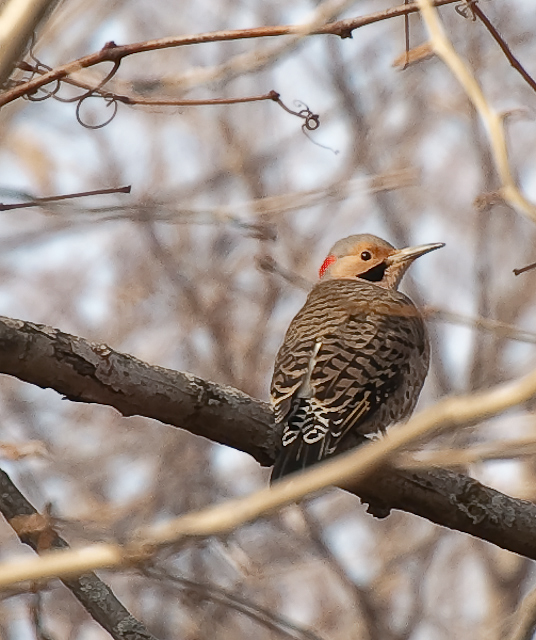 Portrait of a Woodpecker