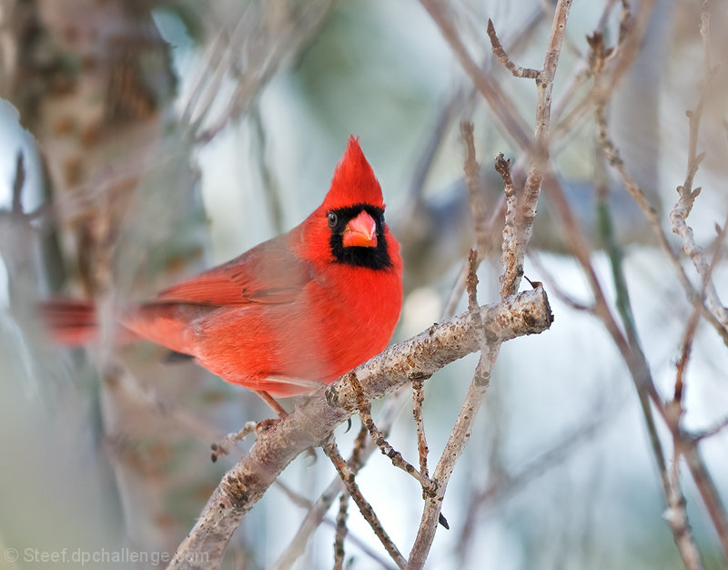 Cardinal