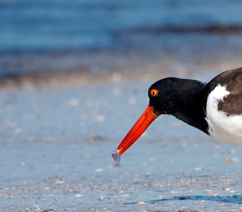 oystercatcher...