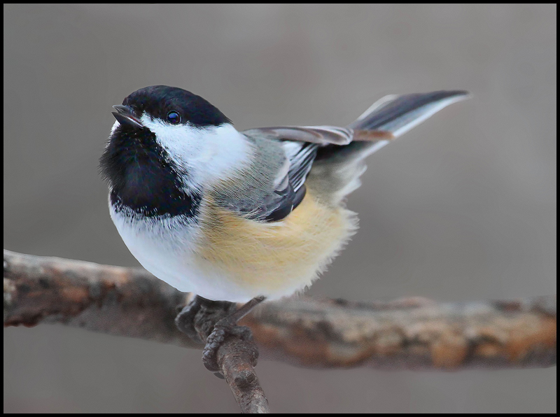 Chickadee-dee-dee