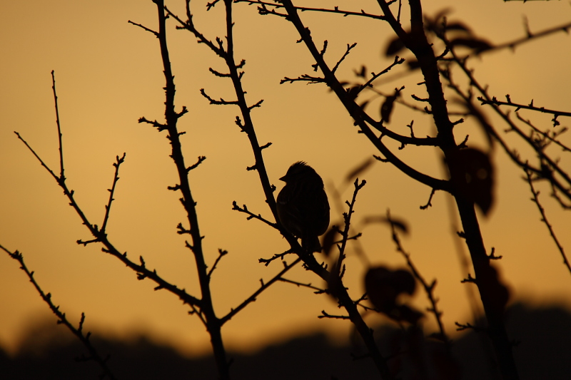 Song Bird