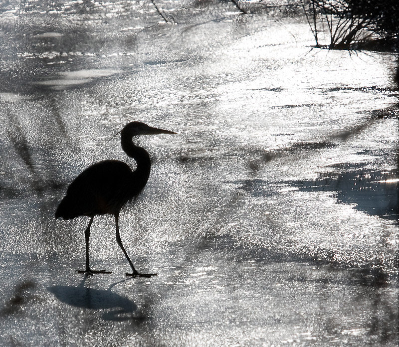 Heron on Ice