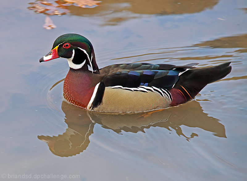 Portrait of a Male Wood Duck