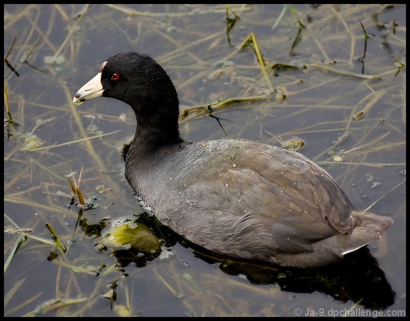 Marsh Hen