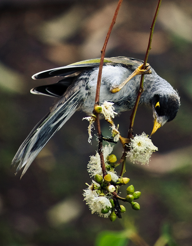 Noisy Miner 