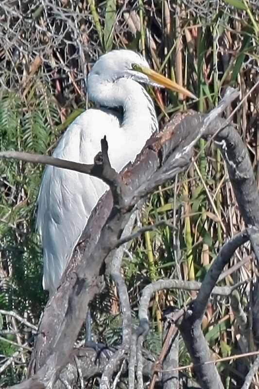 Common Egret