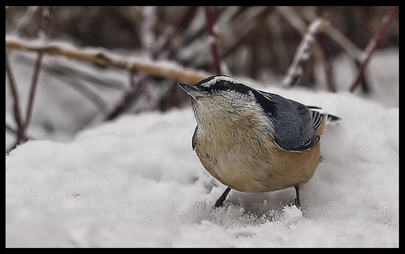 Nuthatch