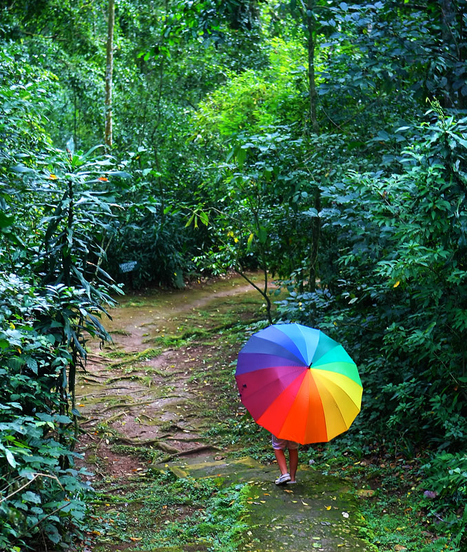Rain Forest Stroll