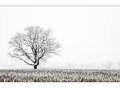 Hazy Shade Of Winter