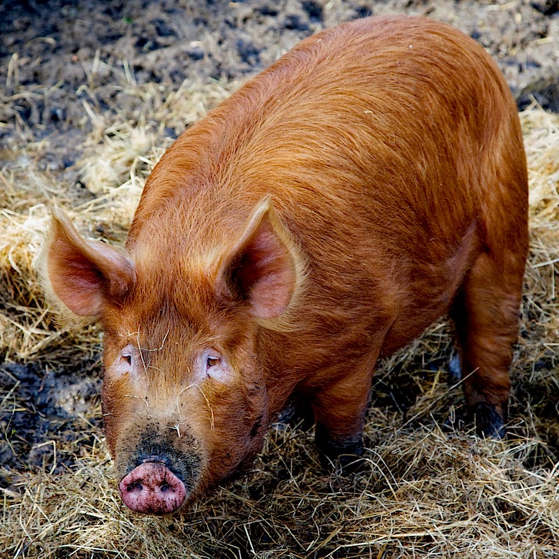 Big and fat, Pig's supposed to look like that.