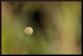  Moon through green