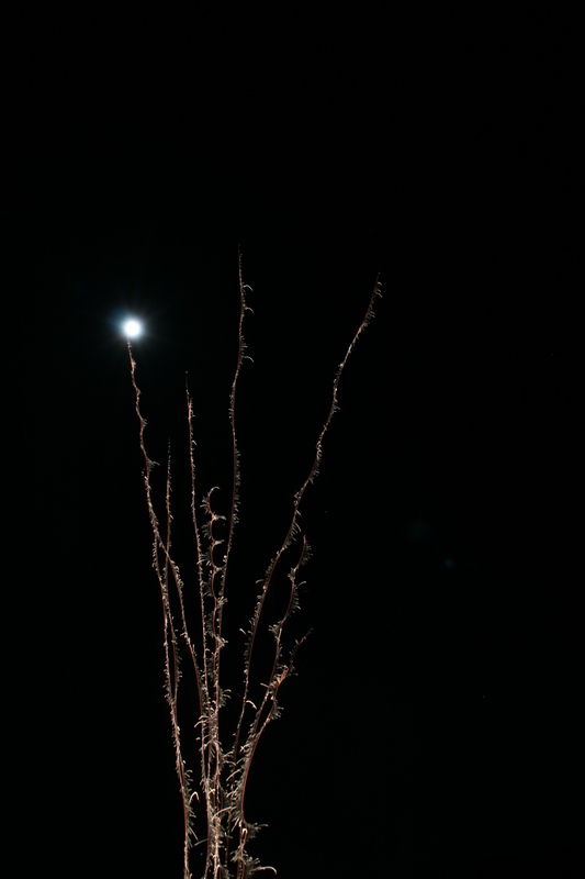 The Moon on New Year´s Eve...