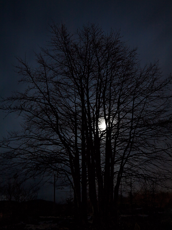 Behind the tree