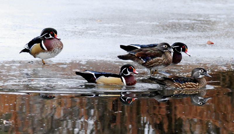 Wildlife - A Family Portrait