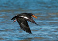 Oystercatcher in Flight