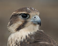 Prairie Falcon portrait