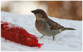 Hungry sparrow