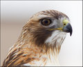 Wild Red-Tailed Hawk