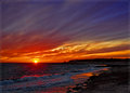 Gull at Sunset