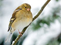 Female Bookfinch