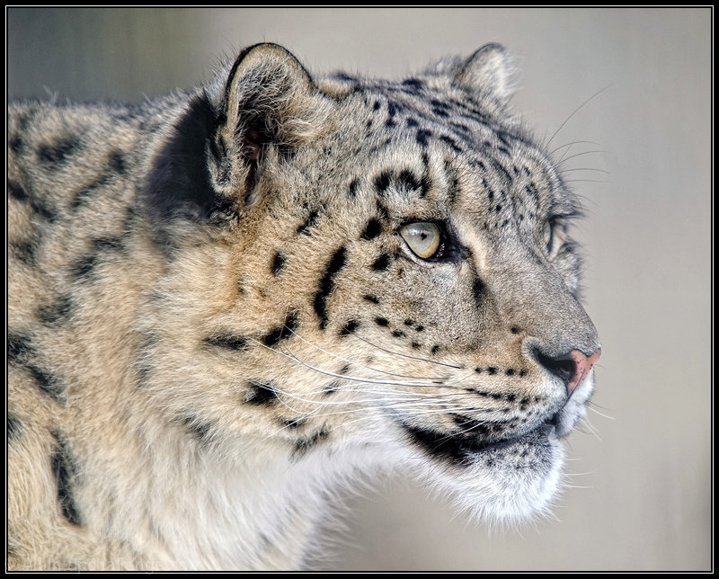 Snow Leopard