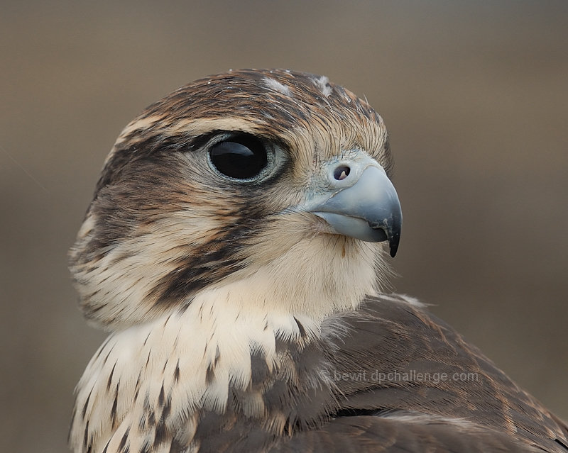 Prairie Falcon portrait