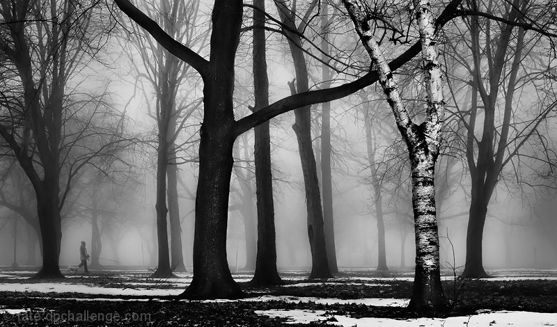 daylight wanders