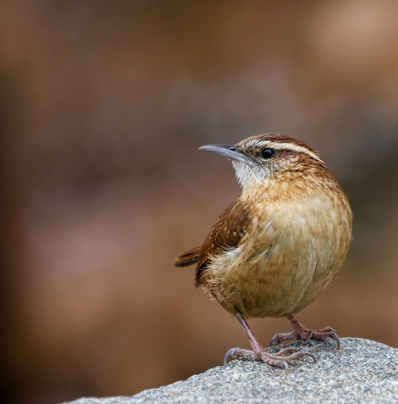 Carolina Wren