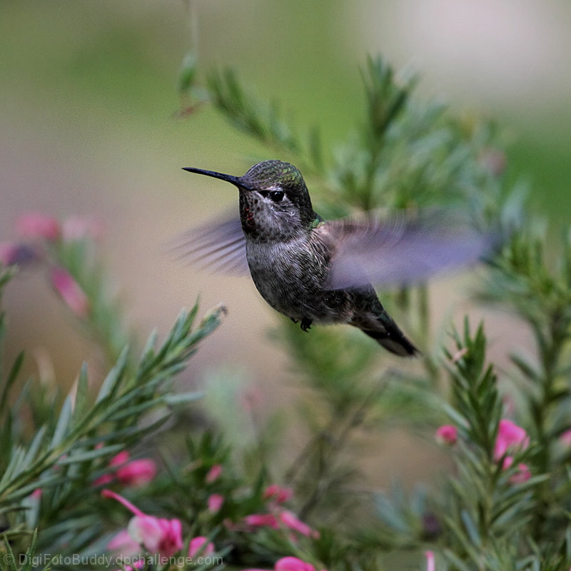 A Visitor