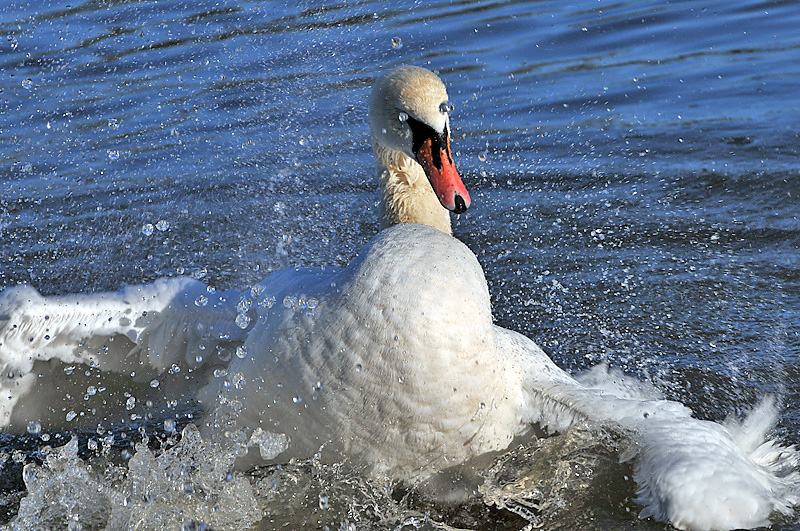 Mummy! I've Got Water In My Eyes!!