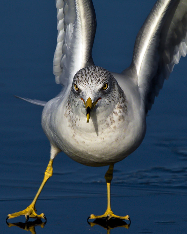 Ice Skating Gull