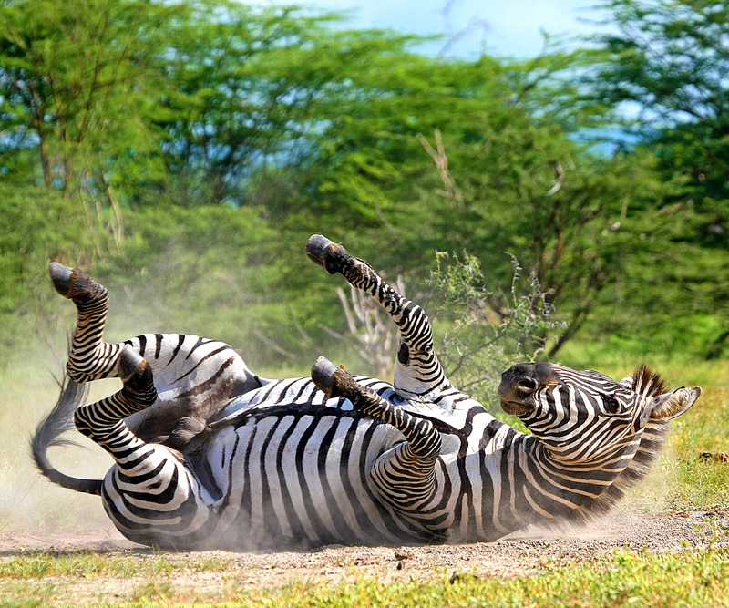 Nothing Beats a Good Roll in the Dust