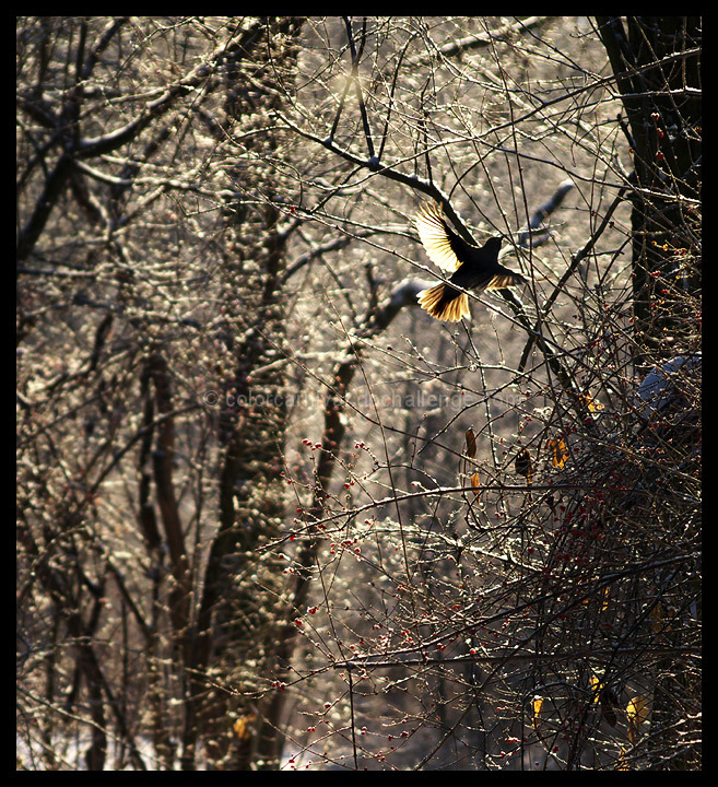 One Golden Morning