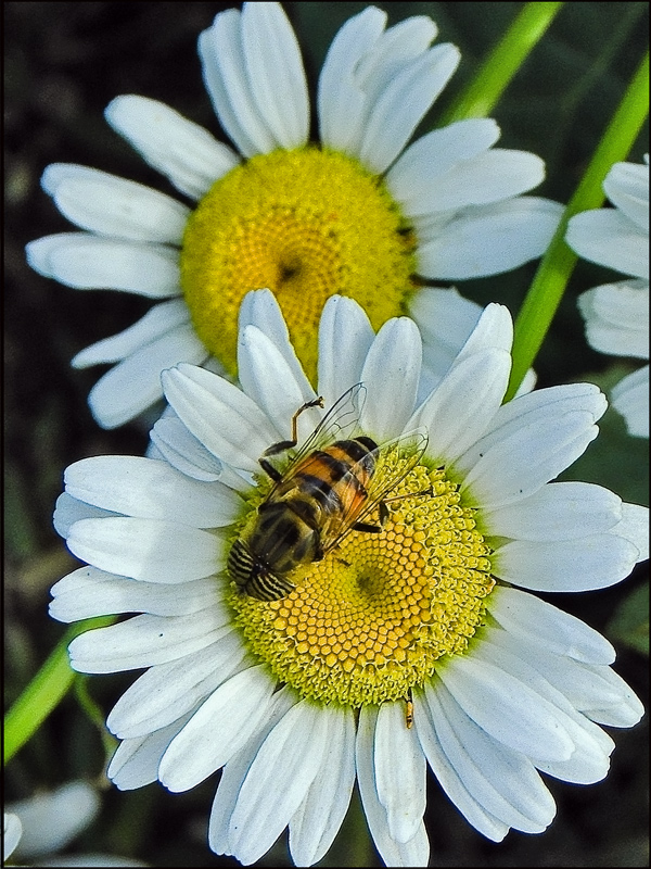 Summer is A' Buzzing