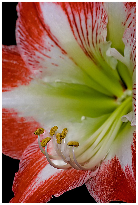 Amaryllis belladonna