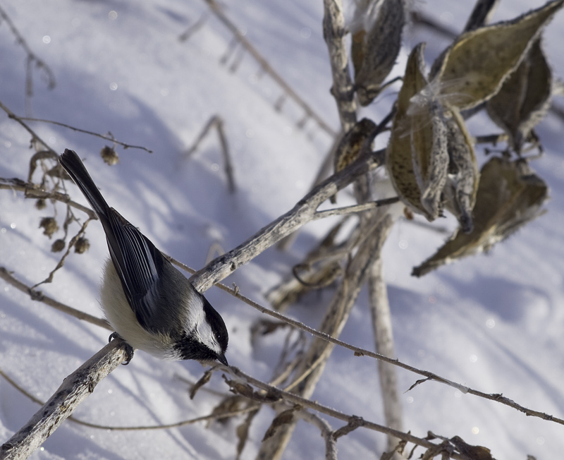 Chickadee and Mildweed