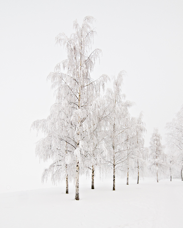 Winter Frosting