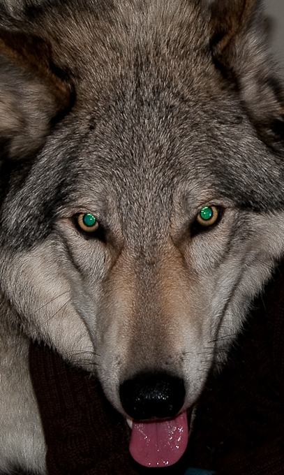 Curious Adult Grey Wolf .. low light 